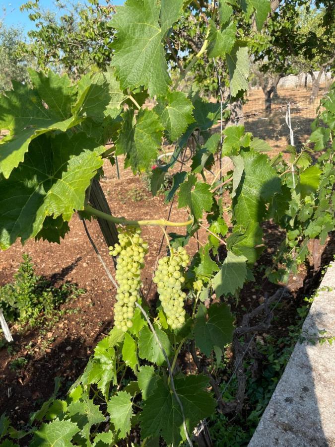 Trulli Ulivi Villa Putignano Ngoại thất bức ảnh